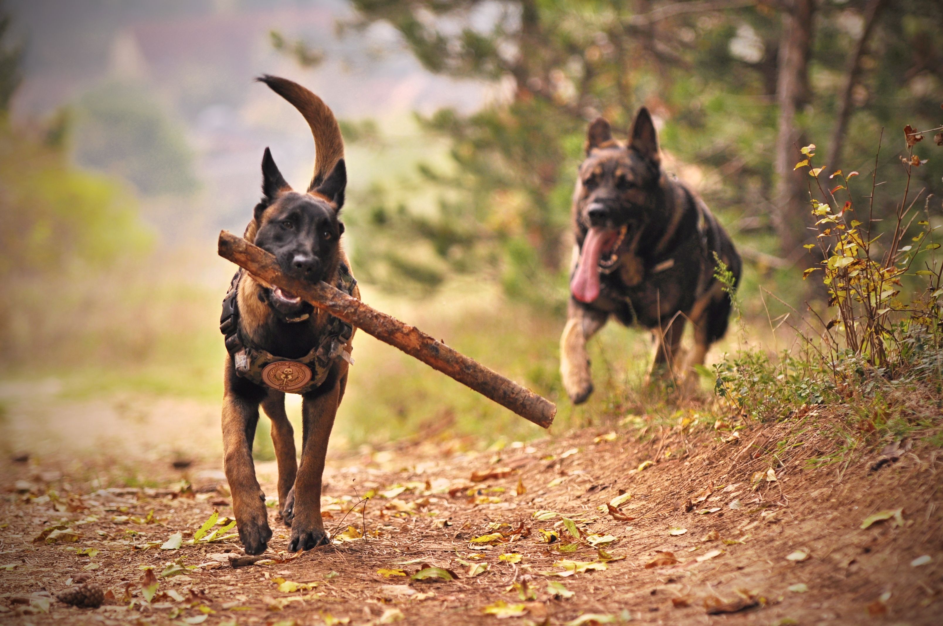 Profesyonel eğitim ortamında köpek
